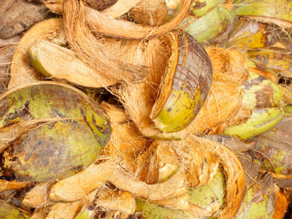 Projeto reaproveita descartes de cocos e gera renda para comunidades